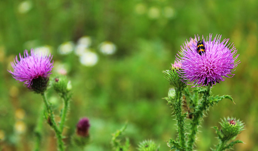 Milk Thistle