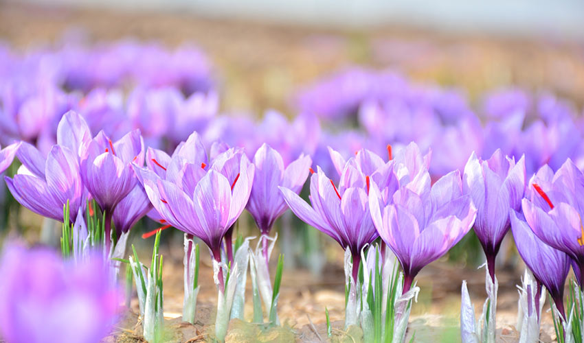 Iranian Saffron
