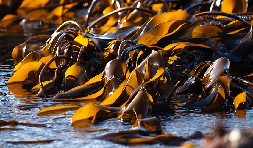 Seaweed