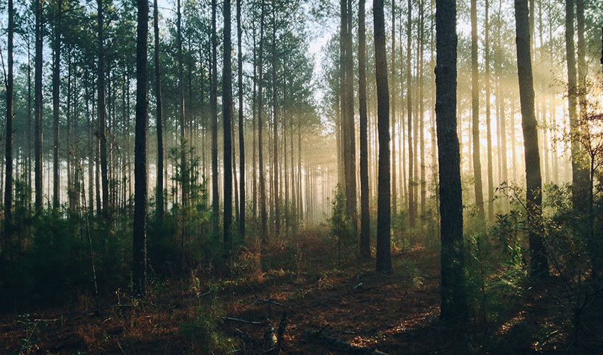 Fulvic Acid Benefits