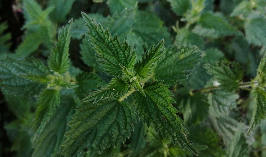 Cleansing the Kidneys