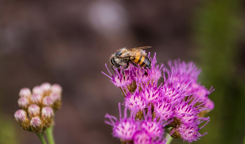 Embryonic Stem Cells