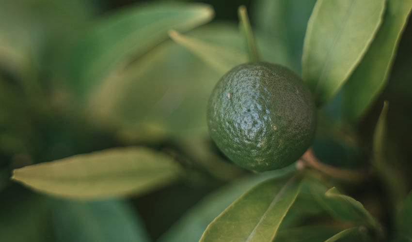 Antioxidant Effects
