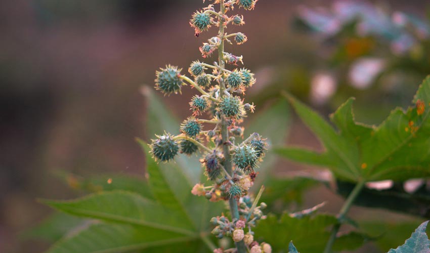 Castor Bean