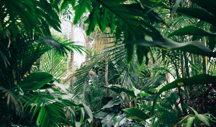 Fulvic Acid’s Health Benefits