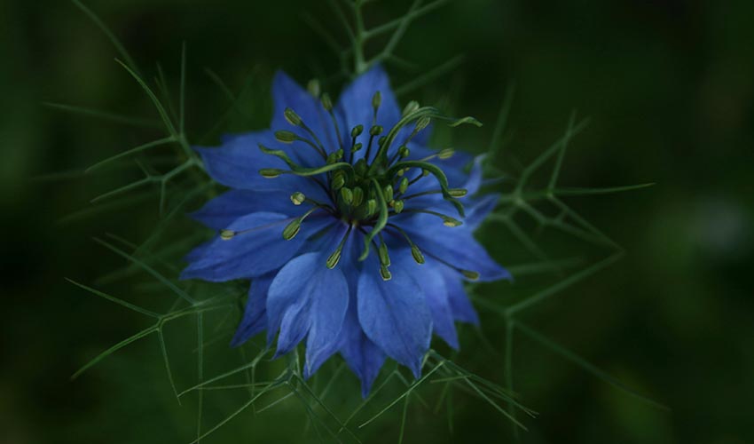 Multiple Areas of Benefits