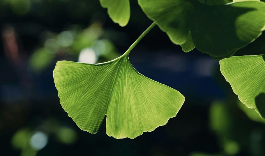Ginkgo Biloba