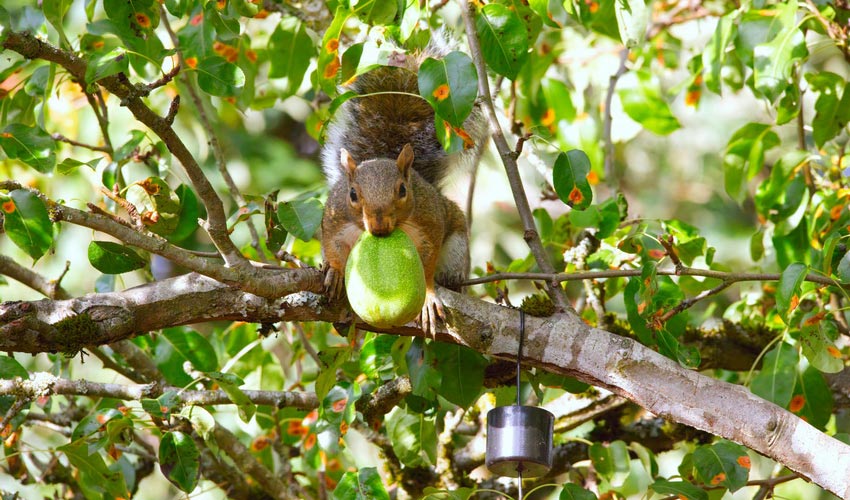 Incorporating Black Walnut