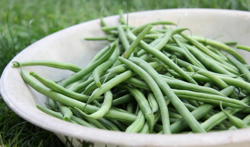 Potassium Deficiency