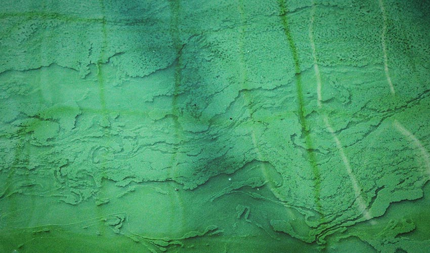 Anti-radiation supplements