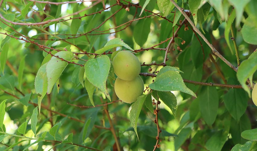 Kakadu Plum