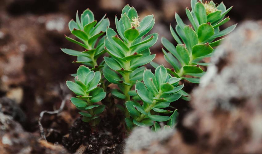 Resilient Little Plant