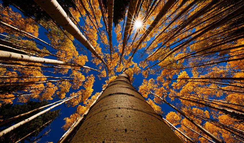 Healing Power of Ants