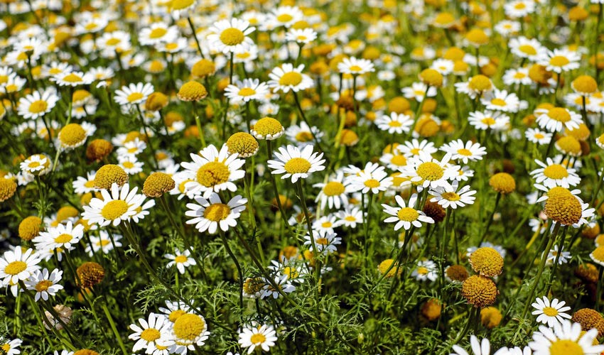 Chamomile