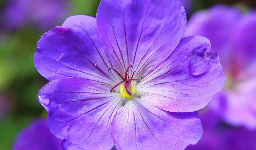 Geranium Essential Oil