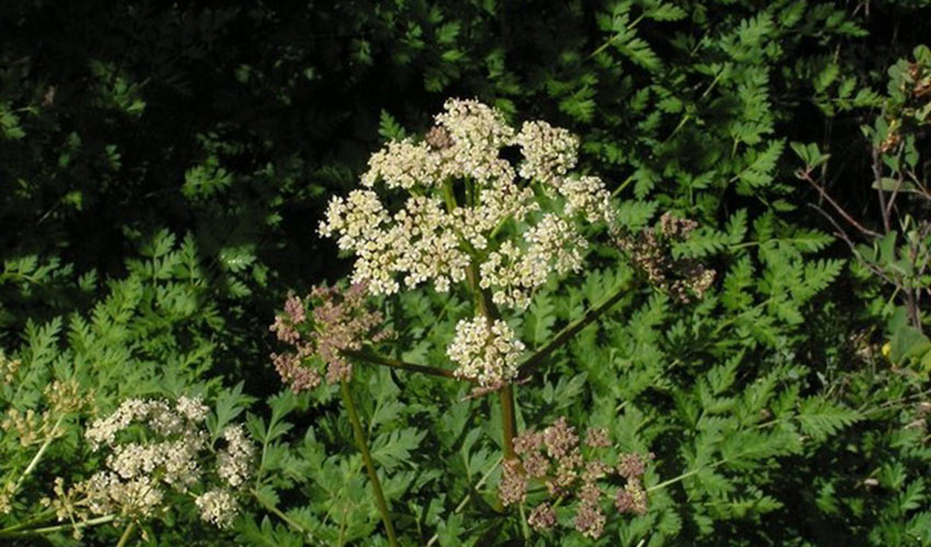 Medicinal Properties