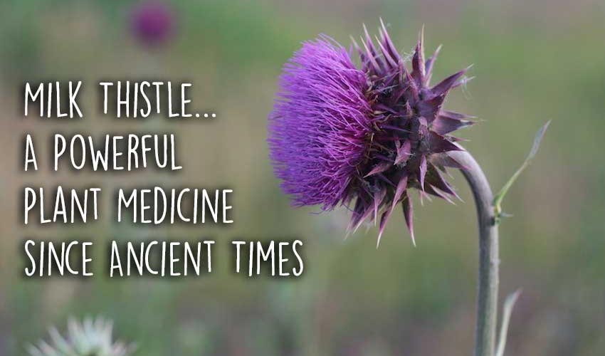 Milk Thistle