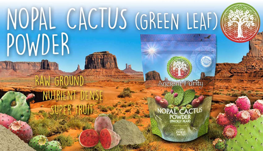 Ancient Purity Nopal Cactus