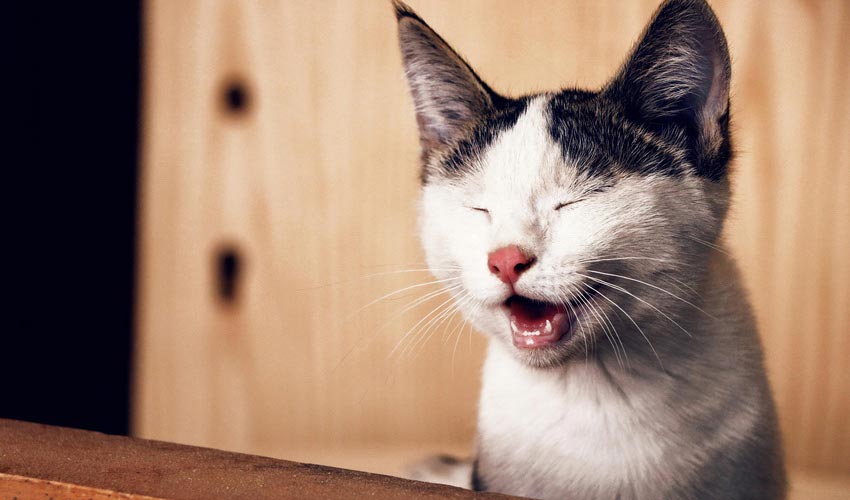 Benefits of Laughter