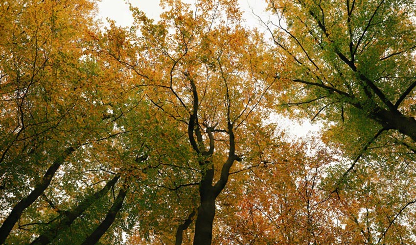 Brown in Colour Therapy