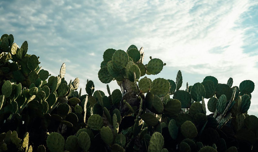 Nopal Cactus Super Food