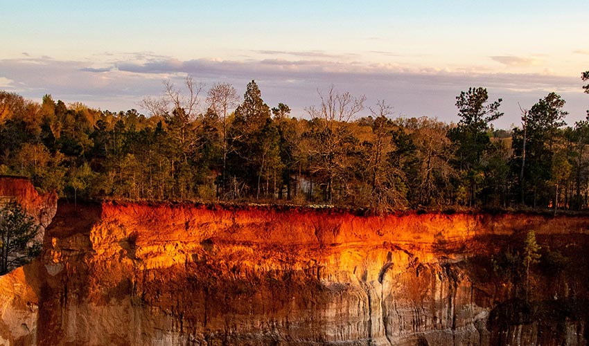 Oregano Essential Oil