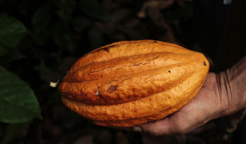 Raw Cacao