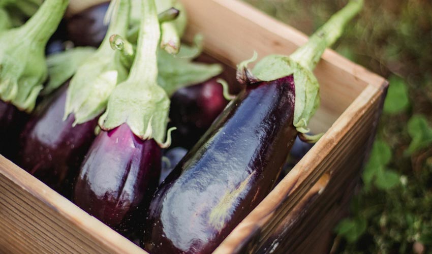 What are Anthocyanins?