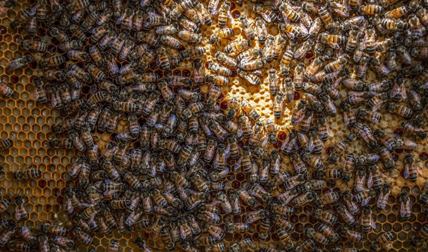 Antimicrobial Properties