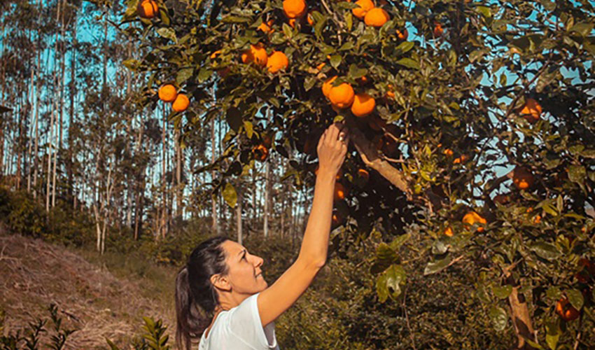 The Nutritional Profile