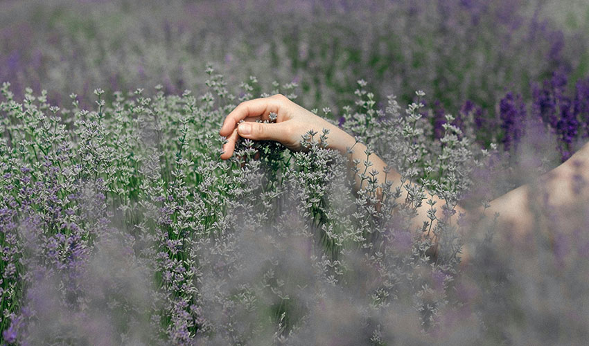 Anti-Angiogenesis Effects