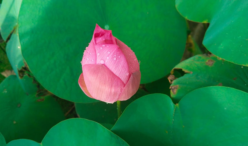 Anti-Metastatic Effect