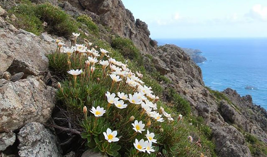 Socotra Fauna