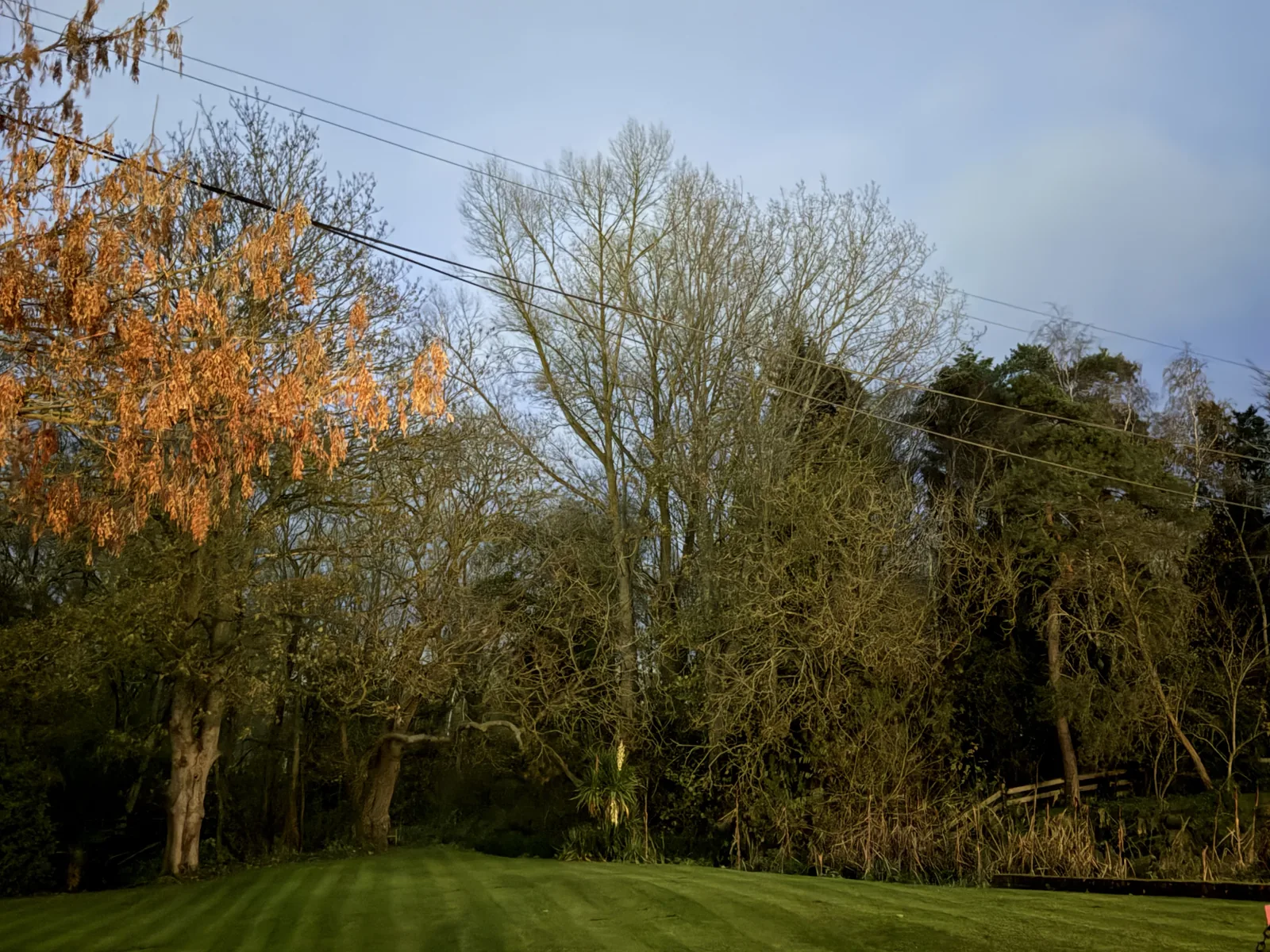 Trees and grass beside a lane in Little Braxted