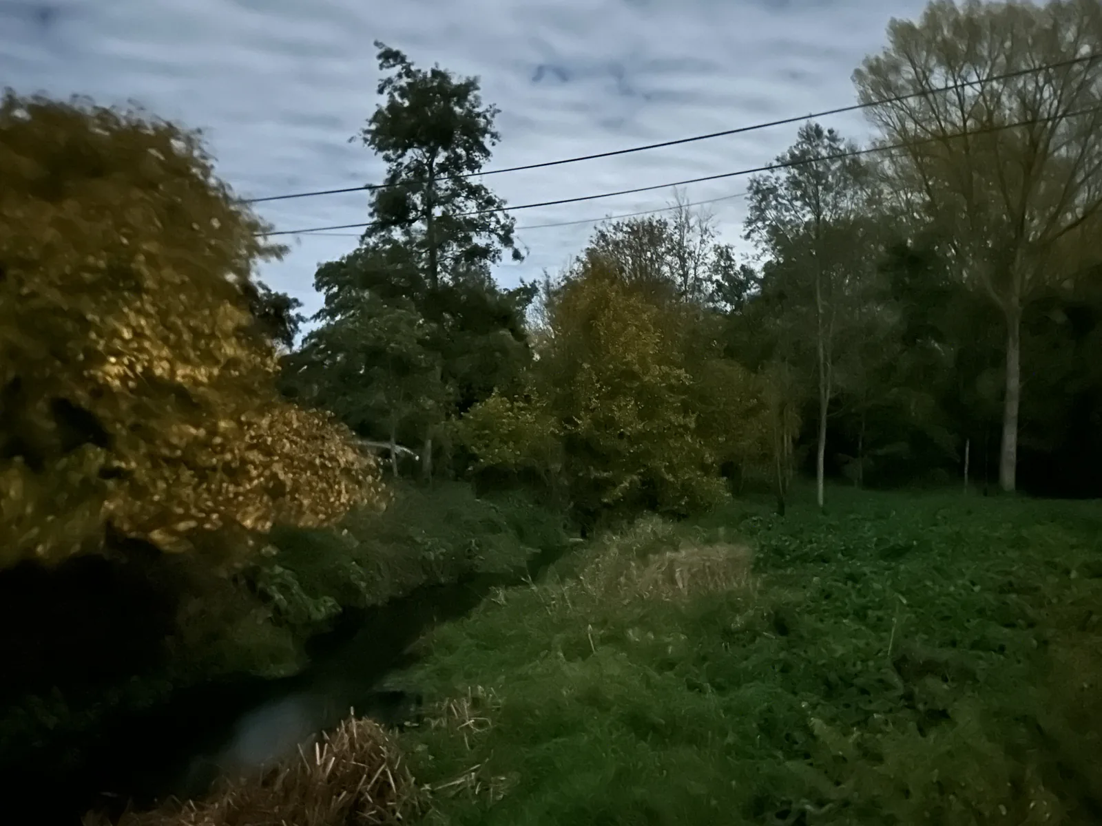 Trees and riverbank opposite the Mill House in Little Braxted