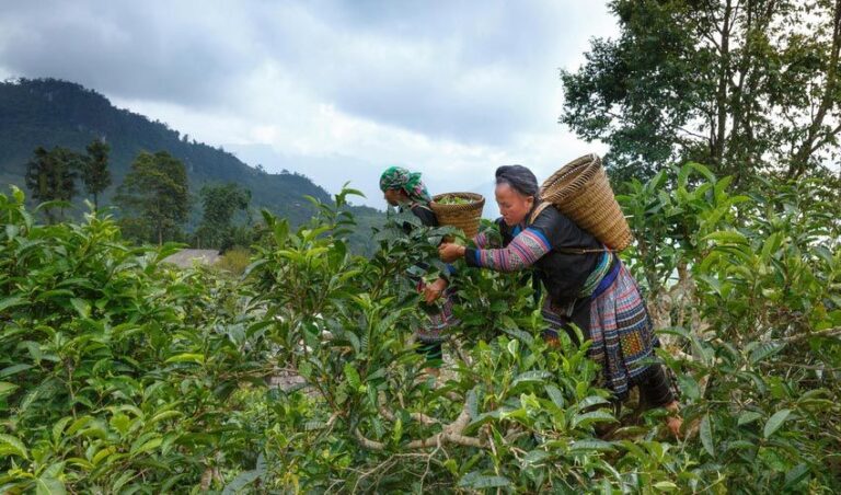 anti-inflammatory-drinks