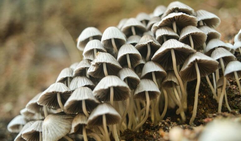 fungi-fascination