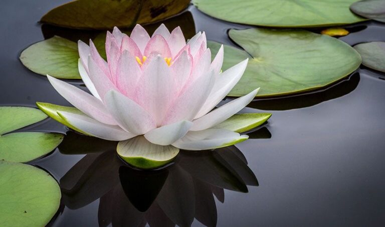 thai-traditional-healing