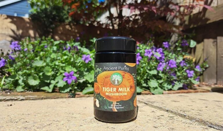 tiger-milk-mushroom-article